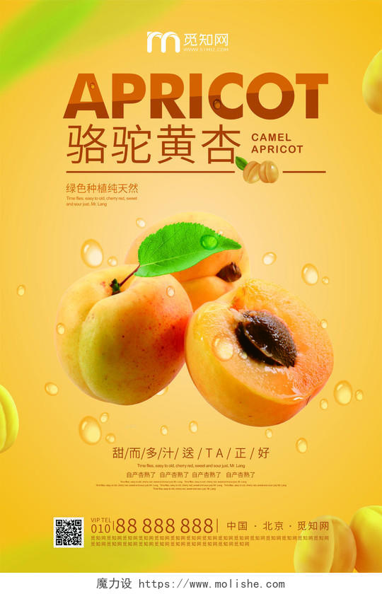 黄色渐变夏季水果杏海报